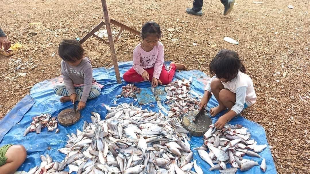 Children cleaning and sorting fish instead of attending school