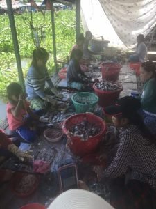 Women and children sitting on the ground processing small fish into baskets in a makeshift open-sided shelter